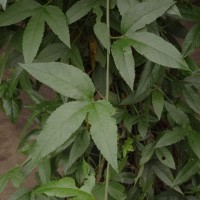 Passiflora maliformis L.